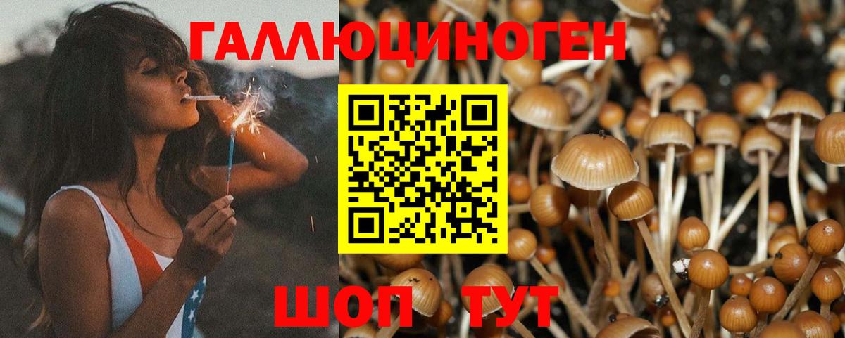 Псилоцибиновые грибы Psilocybine cubensis Приморско-Ахтарск